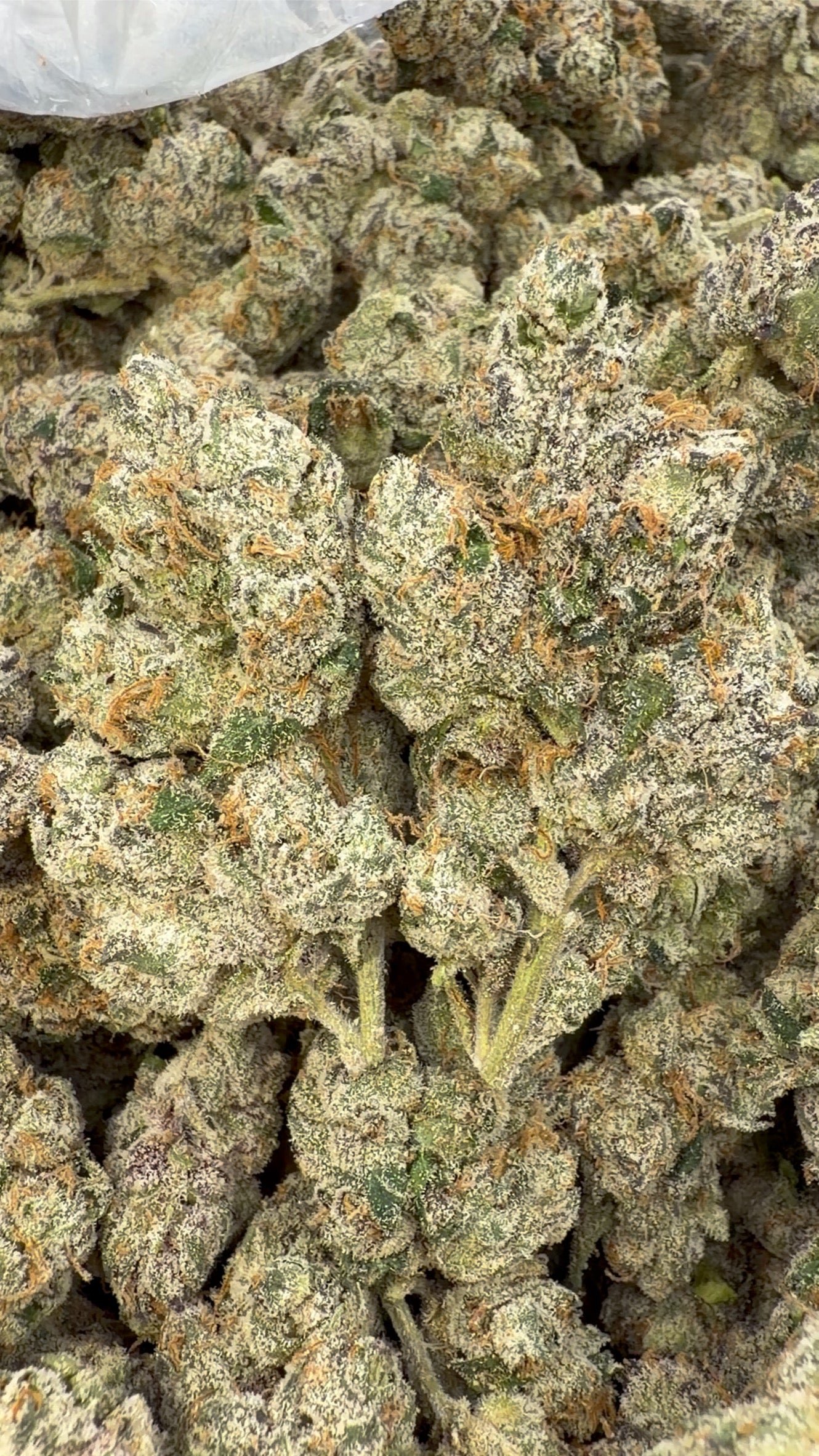 Elite Boutique Exotics Dirty Sprite - Bulk - Hybrid