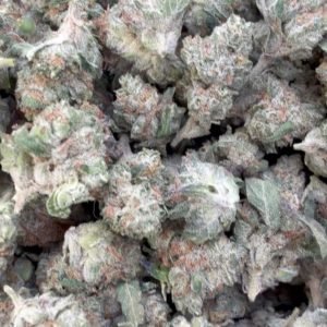 Chocolate Diesel Minis - Bulk Minis - Sativa