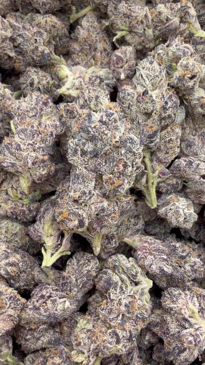 Indoor Exotic Purple Jack - Bulk - Hybrid